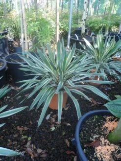 Palmlelie (Yucca Gloriosa 'Variegata') -OL Planten Winkel yucca gloriosa variegatum c10