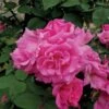 Klimroos (Rosa 'Zepherine Drouhin') -OL Planten Winkel zephirinedrouhin lr