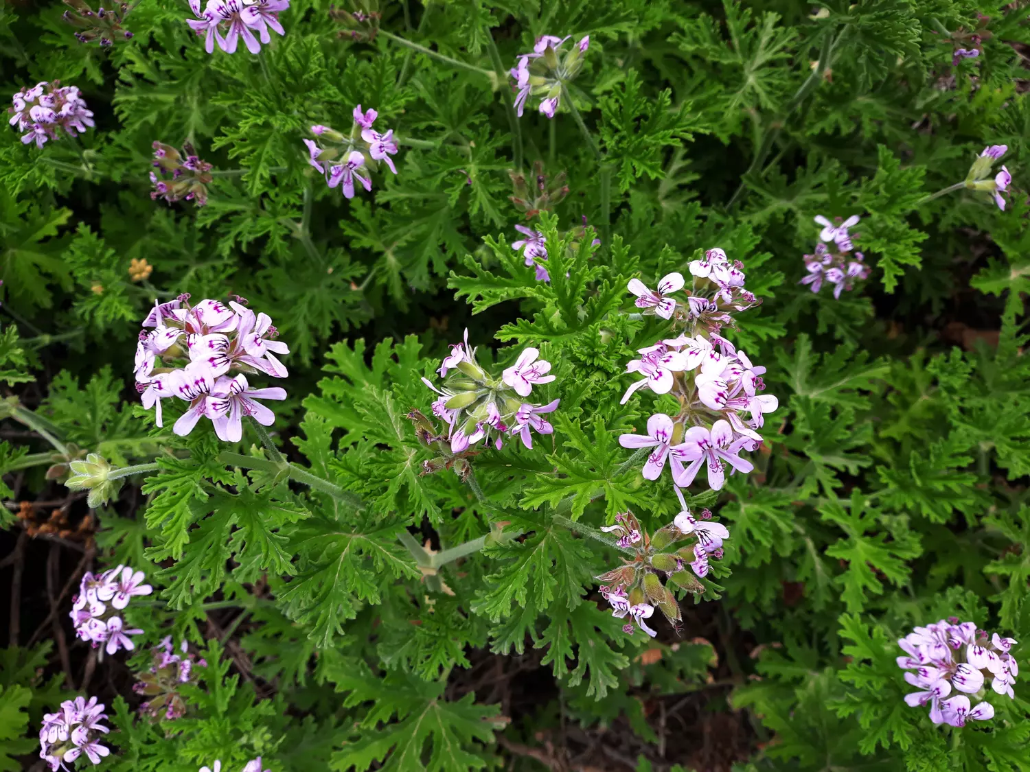 OL Planten Winkel 2 OL Planten Winkel -OL Planten Winkel 36235572